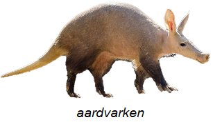 aardvarken.png