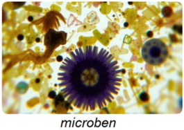 microben.png